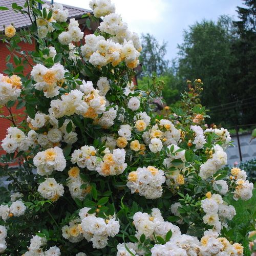 Galben deschis alternat cu alb - Trandafir copac cu trunchi înalt - cu flori mărunți - coroană curgătoare